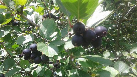 Moran Wild Berries You Can Eat Right Now Infonews