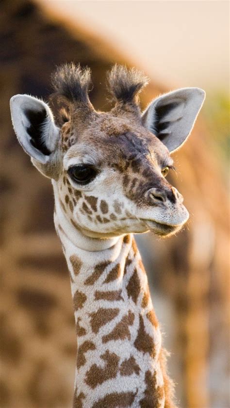 Cute Baby Giraffe Cute Animals Animals Beautiful Animals