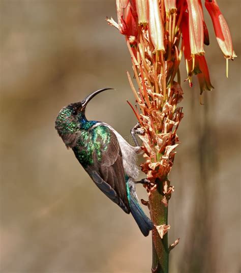 White Bellied Sunbird Stock Image Image Of Breasted 22409661