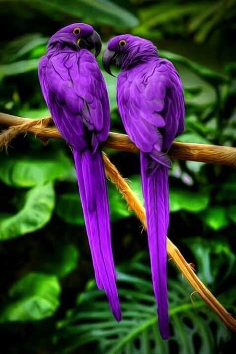 I Luv Purple Beautiful Birds Pretty Birds Colorful Birds