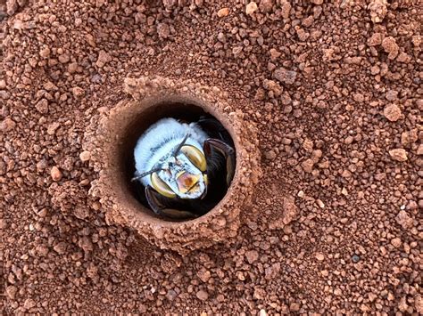 ‘teddy Bear Bees Emerge From Burrows In Their Thousands Australian