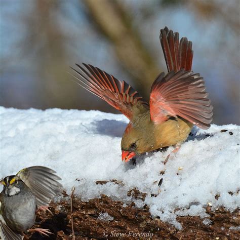 Natural World Through My Camera Northern Cardinals