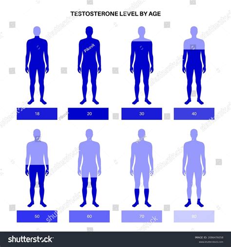 Testosterone Level Color Chart Sex Hormone Stock Vector Royalty Free 2086476058