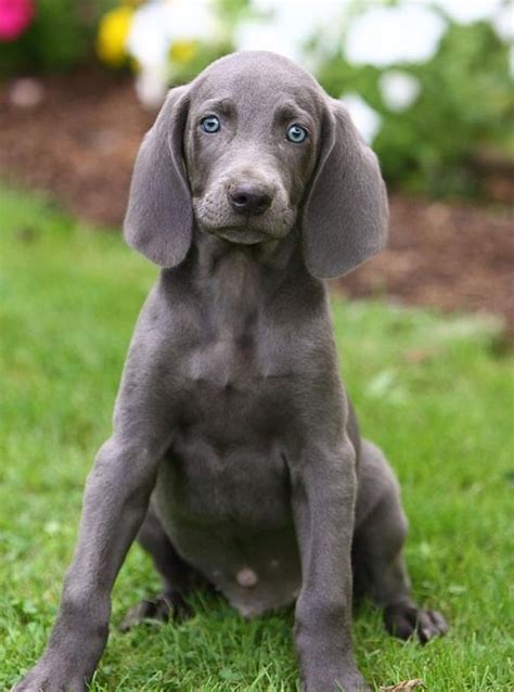 Pin By Andrijana Petrovic On Pet Weimaraner Puppies Puppy Pictures