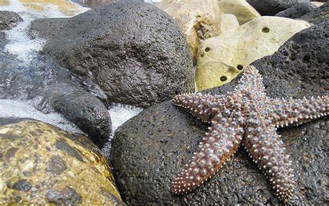 Sea Star On The Shore National Marine Sanctuary Habitats Forest Habitat