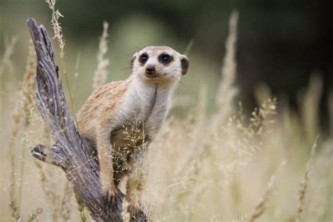 When It Comes To A Meerkats Resilience To Cl Eurekalert