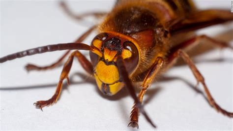 Invasive Giant Hornets Have Been Spotted In The Us For The First Time