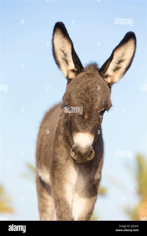 Domestic Donkey Equus Asinus Asinus Portrait Of A Female Foal Egypt