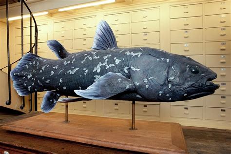 Coelacanth Model Photograph By Pascal Goetgheluck Science Photo Library Pixels