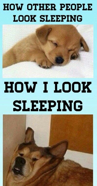 How I Look Sleeping Funny Dog Memes Funny Memes Videos Funny