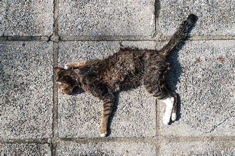 Free Dead Cat Images Pictures And Royalty Free Stock Photos