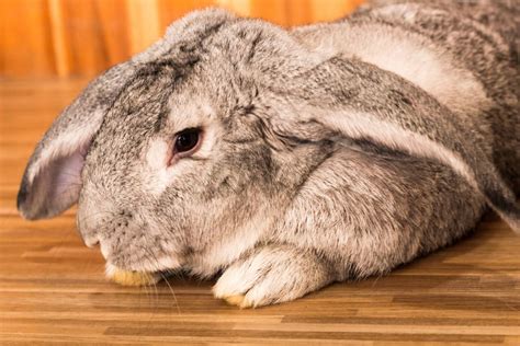 3 Best Pet Rabbit Breeds That Chew Less - Rabbit Informer