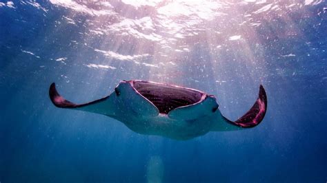 Rare Pink Manta Ray Caught Courting Lady Friend Down Under Live Science