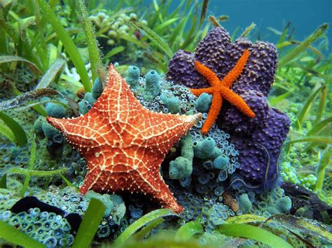 Echinoderms Like Sea Stars Have A Nervous System Classicsdiy