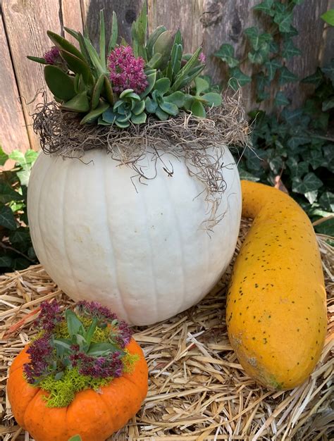 WashingtonGardener: DIY: Pumpkin Succulent Arrangement