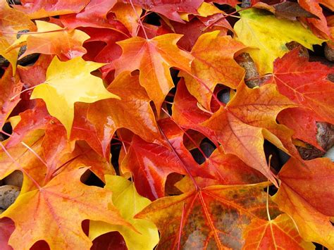 Fall Art Prints Red Orange Yellow Autumn Leaves Baslee Troutman