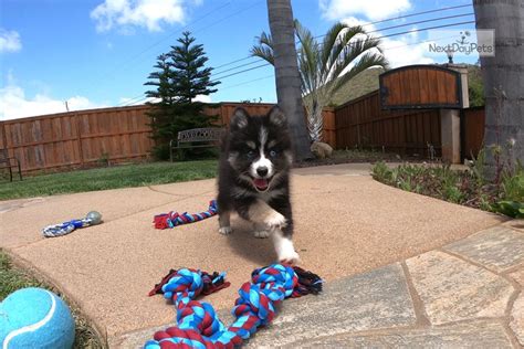 Black and brown brindle female. Bronx: Pomsky puppy for sale near San Diego, California ...