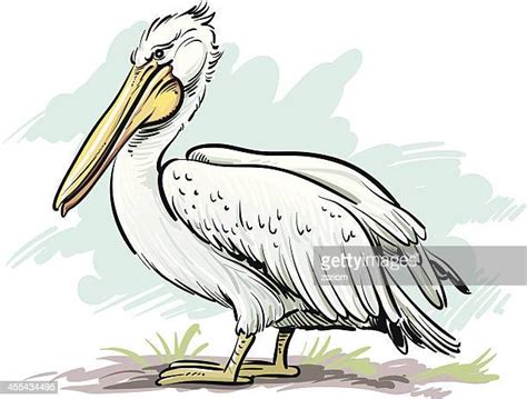 Pelican High Res Illustrations Getty Images