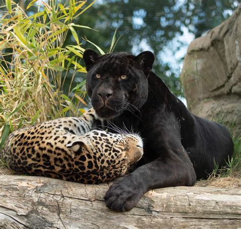 ‘gorgeous’ Rare Female Black Jaguar Cub Is Born At England’s Big Cat Sanctuary