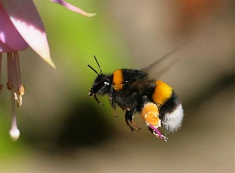Curious Questions How Does A Bumblebee Fly Country Life