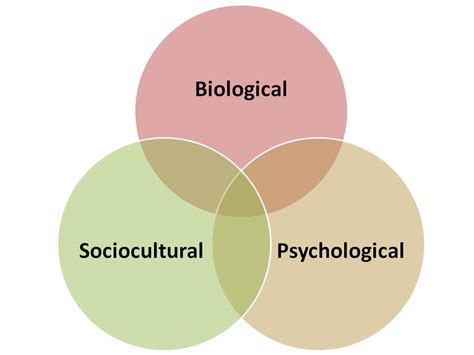 Cross Cultural Effectiveness The Gender Lens Which Is The Correct Term Sex Gender Both