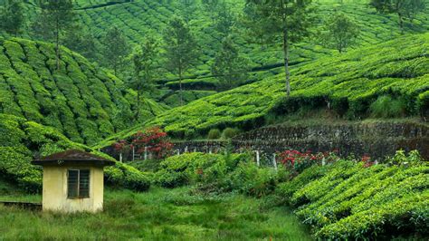 20 Tea Plantation Hd Wallpapers Background Images