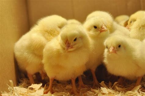 Valentine Day Old Broiler Chicks ROSS 308 Greenafrik