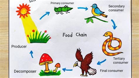 How To Draw Food Chain Diagram Easy Food Cycle Drawing Easy Food