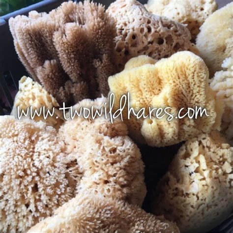Sea Sponge 1pc 4 5 Luxury Natural Bathing Or Cosmetic Sea Sponge