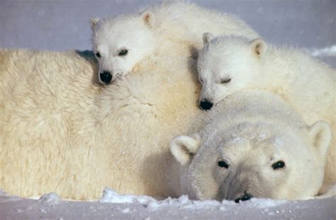 Scientists Update Status Of Polar Bear Populations With