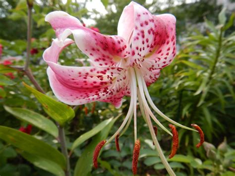 L Speciosum Uchida Alberta Regional Lily Society