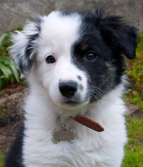 37 Cute Puppies Border Collie Pic Bleumoonproductions