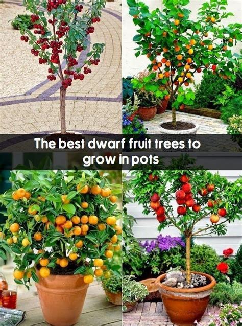 A List Of The Important Miniature Fruit Trees In A Limited Space Is As