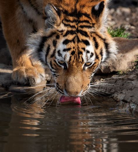 Tiger In Water Stock Photo Image Of Green Asian Nature 22685268