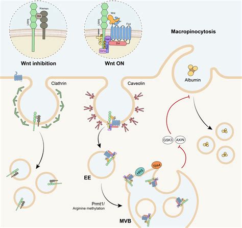 Wnt Catenin Signaling Structure Assembly And Endocytosis Of The