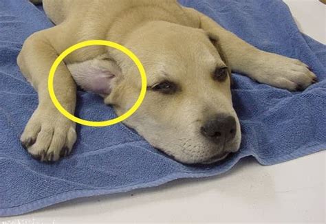 Ear Hematoma In Dogs Petmd