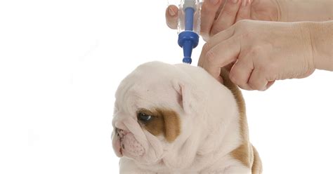 Vaccination Is Key To Canine Parvovirus Prevention Diamond Pet Foods