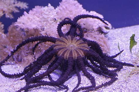 Actinostephanus A Rare And Dangerous Sea Anemone