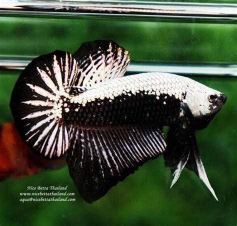 Mostly the price is determined based on the genes the fish express and posess. The most expensive betta fish (With images) | Betta fish ...