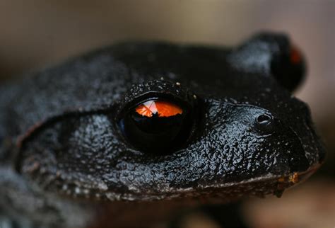 Black Tree Frog Tree Frogs Frog Spadefoot Toad