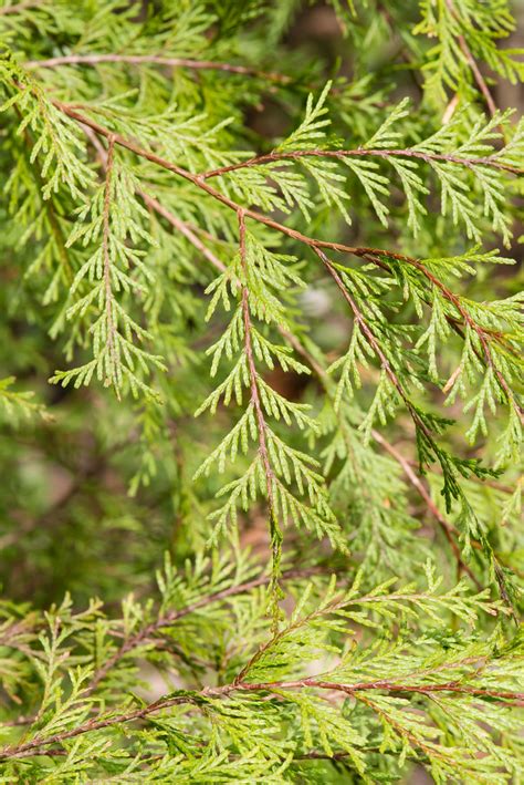 Chamaecyparis Thyoides Atlantic White Cedar Shealeys Po Flickr