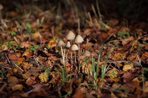 Wild Mushrooms That Get You High All Mushroom Info