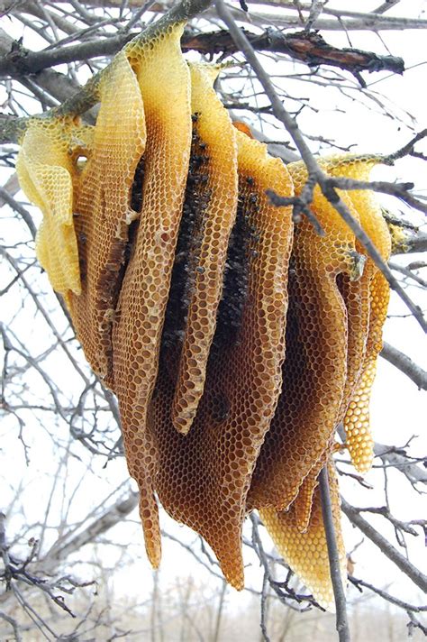 Beehive Bee Hive Bee Keeping Bee