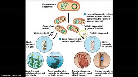 Certain genes are inserted into the plant's genome that confer. transgenic bacteria 2 - YouTube