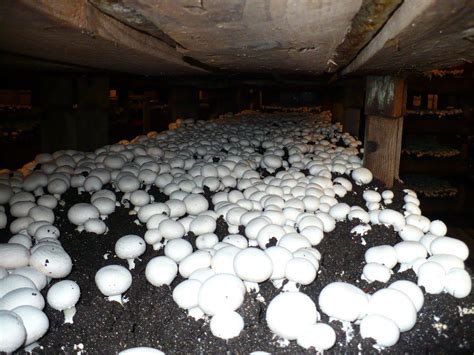 Mushroom Growing Kiwi Mushrooms