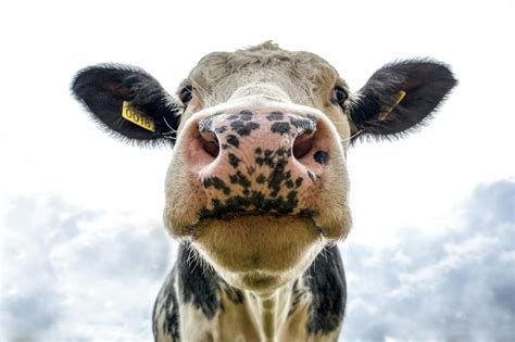 Cabeza De Vaca Lechera En Blanco Y Negro · Fotos De Stock Gratuitas