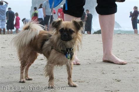 I pour my heart and soul into my dogs! Pug/Peke mix at Canon Beach Oregon | Hiking dogs, Canon beach oregon, Canon beach