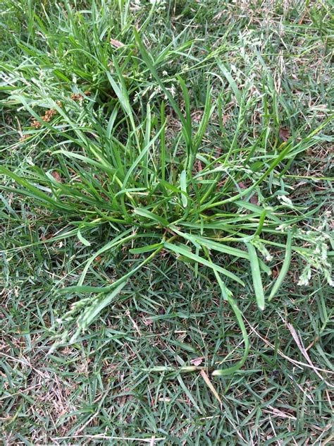 Grass Like Weed In Bermuda Lawncare