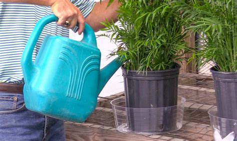 PLANTZ Watering To Success Watering Your Plants A Guide