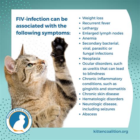 Understanding Feline Immunodeficiency Virus Fiv Phases And Symptoms